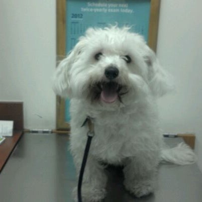 petsmart metrocenter