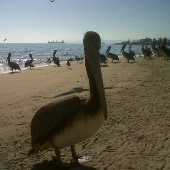 Photo taken at Playa Caleta Portales by enrique o. on 7/8/2012
