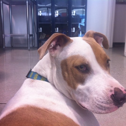 Zoom Room Dog Training Artik Kapali 726 N La Brea Ave Da