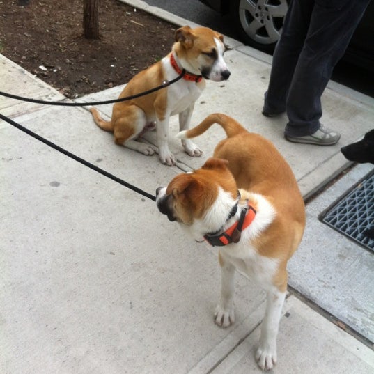 รูปภาพถ่ายที่ Happy Dogs โดย Suzana U. เมื่อ 2/18/2012