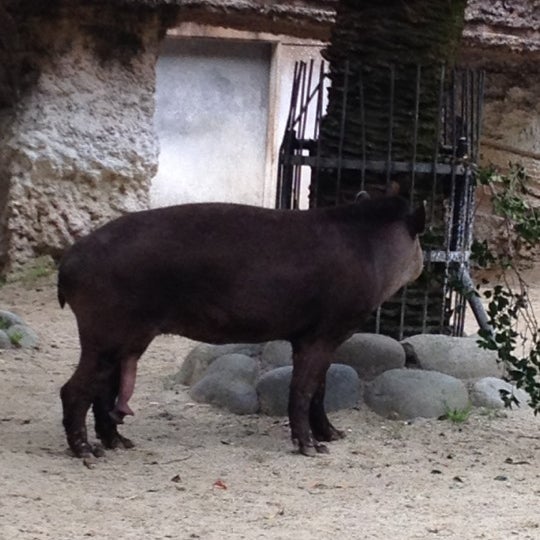 東山動物園 ブラジルバク 千種区 0 Tips