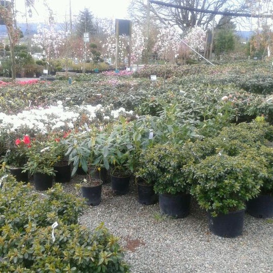 Photos At Loen Nursery Inc Sherwood Tualatin North 31 Photos At Loen Nursery Inc Sherwood Tualatin North 31