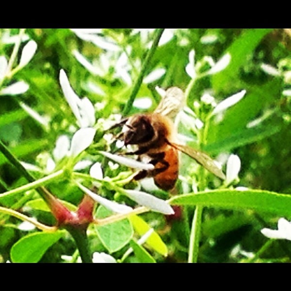 7/23/2012에 Phil B.님이 Knoxville Botanical Garden and Arboretum에서 찍은 사진