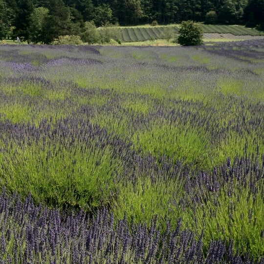 Photo taken at Pelindaba Lavender Farm by Diana H. on 7/21/2012