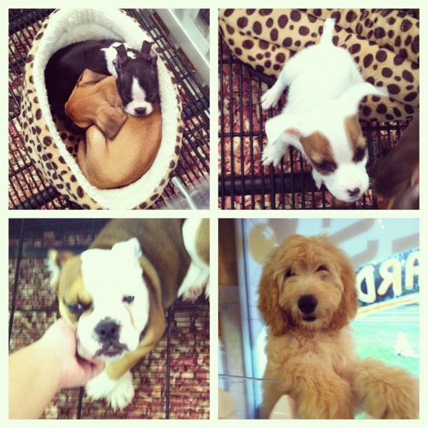 The Puppy Experience Pet Store in Riverhead