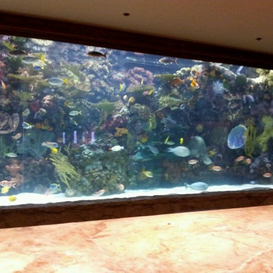 Photo taken at The Mirage Aquarium by Ann S. on 2/25/2012