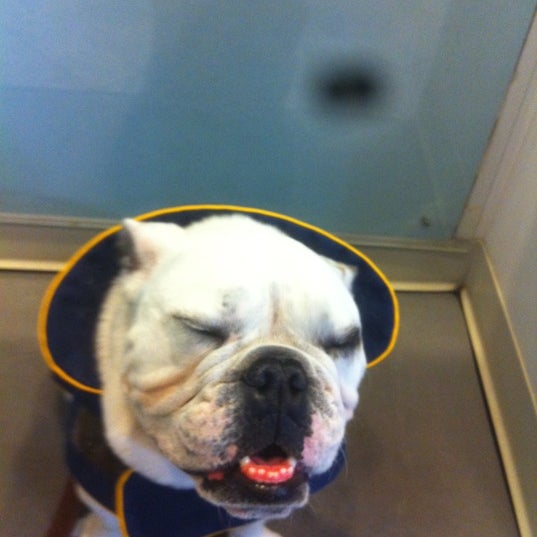 Photo taken at Eastside Animal Hospital by Bubba A. on 3/10/2012