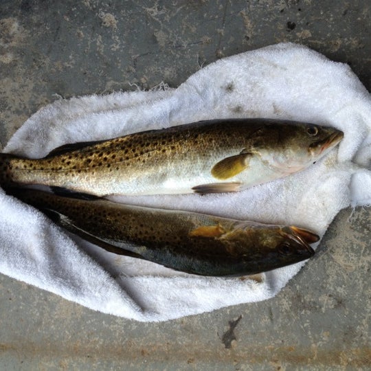 Photos at Cockroach bay boat ramp Ruskin, FL