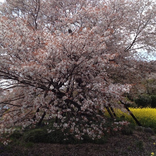 Photos At 狩宿の下馬桜 Tree