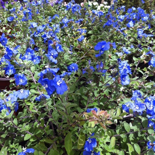 Turner Hardware Beaches Inc. Beaches Jacksonville Beach, FL