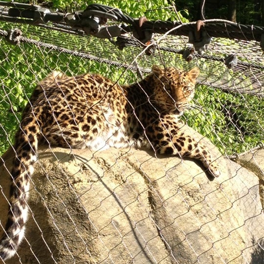 Turtle Back Zoo Zipline Online Course