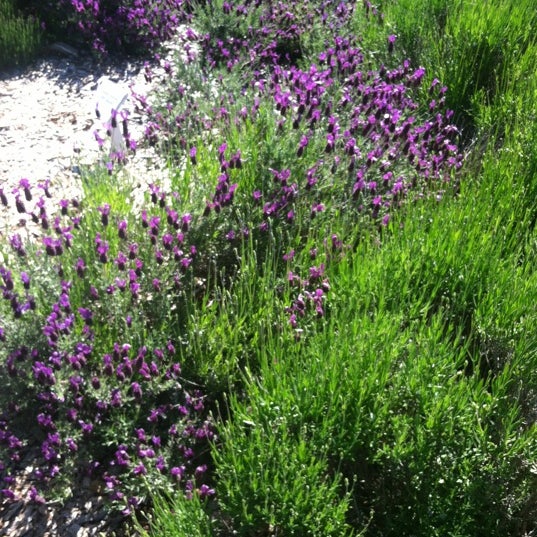 รูปภาพถ่ายที่ Pelindaba Lavender Farm โดย Dan เมื่อ 6/9/2012