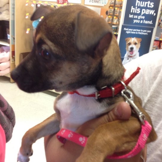 PetSmart Las Vegas, NV