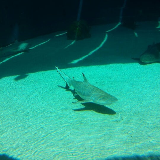 Sharks lagoon игры. Sharks lagoon игры