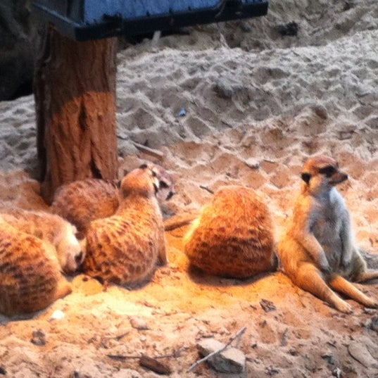 Снимок сделан в Zoo Rostock пользователем ChrisWien20 8/21/2012