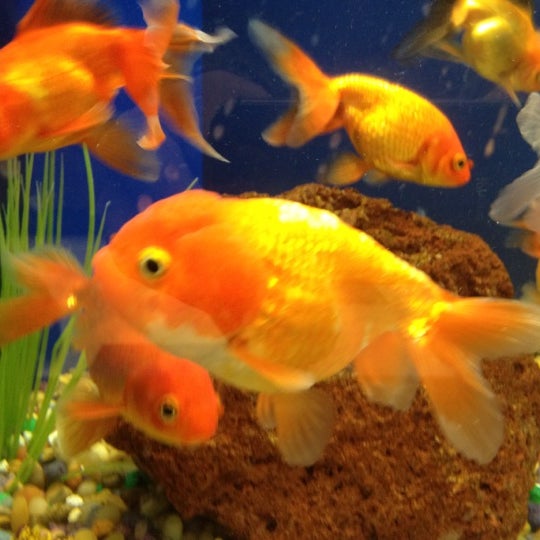 Jacks Pets Pet Supplies Store in Bellefontaine