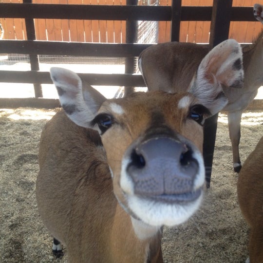 Photo prise au Leesburg Animal Park par Praveen T. le6/23/2012