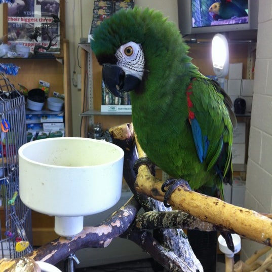 Port Orchard Parrots 6 visitors