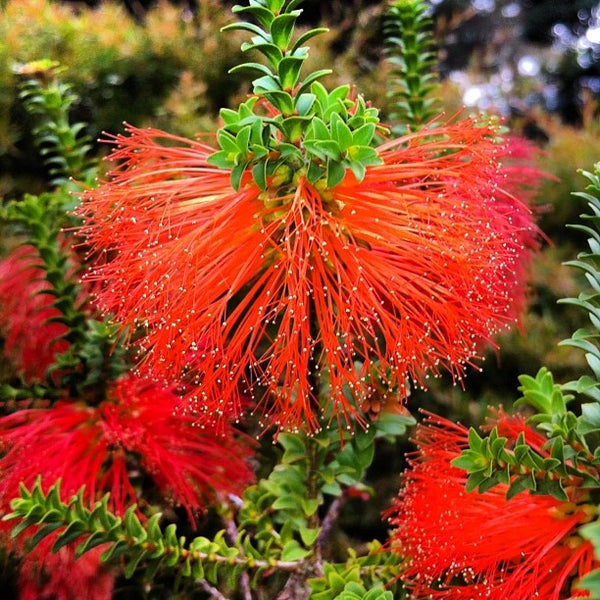 4/15/2012 tarihinde David O.ziyaretçi tarafından Dunedin Botanic Garden'de çekilen fotoğraf
