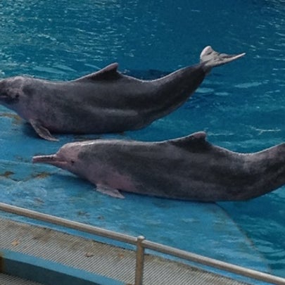 Photo taken at Underwater World And Dolphin Lagoon by Fiona L 피. on 9/6/2012