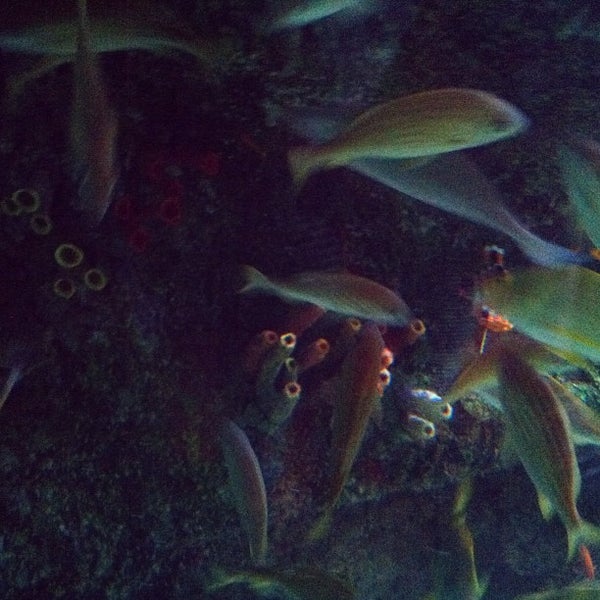 รูปภาพถ่ายที่ Deep Sea Adventure โดย Dani B. เมื่อ 8/26/2012