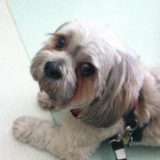 Foto tomada en West Village Veterinary Hospital  por Adam H. el 5/13/2012