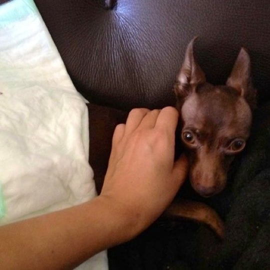 ветеринарная клиника тольятти. конаково ветеринарная клиника у фаянсового завода. доктор вет ветеринарная клиника. ветеринарная клиника в краснослободске. верные друзья ветеринарная клиника томск.