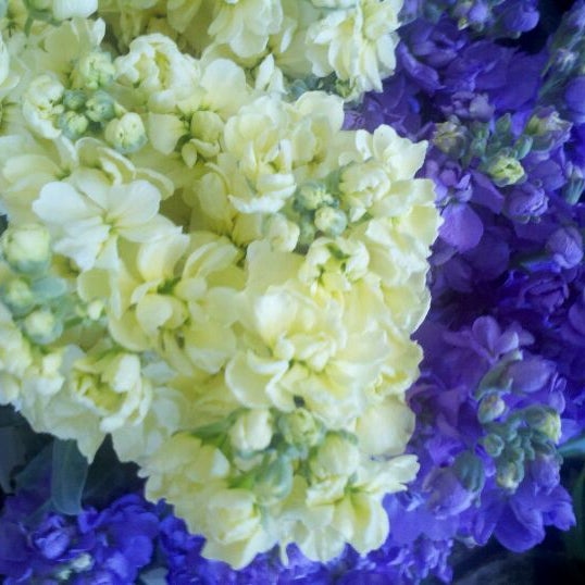 Michaela's Flower Shop (formerly Stapleton's) Downtown North Palo