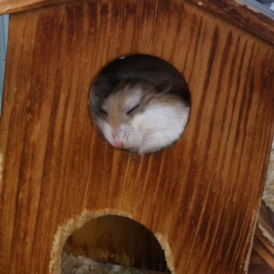 Photos At Tuincentrum De Driesprong Rokkeveen 4 Tips