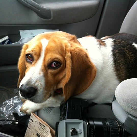 Photos at Kitsap Humane Society Pet Supplies Store in Silverdale