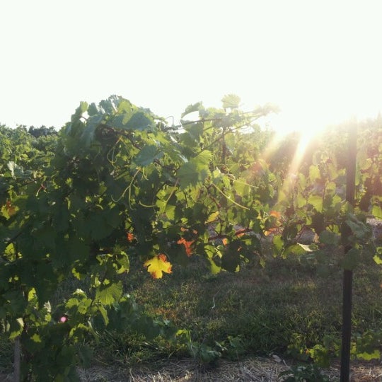 7/7/2012にBrian B.がStone Pillar Vineyard &amp; Wineryで撮った写真