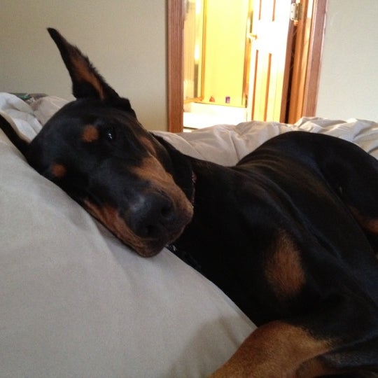 Photos at The Spotted Cow Adrian, MI