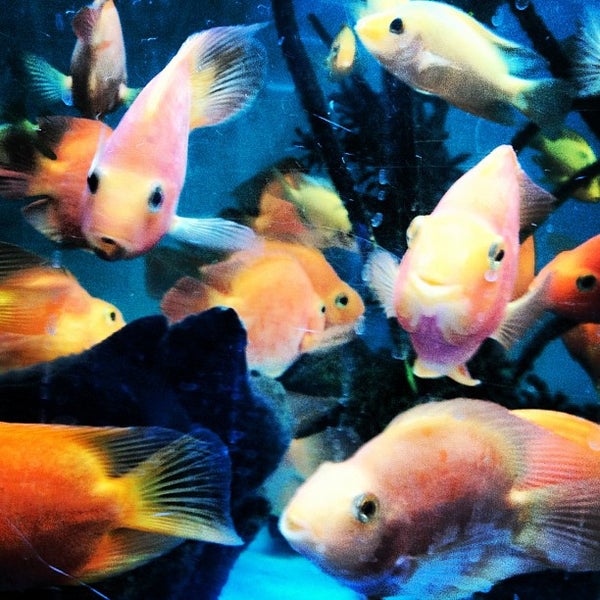 6th Ave Aquarium and Flowers Inner Richmond 14 tips from 887 visitors