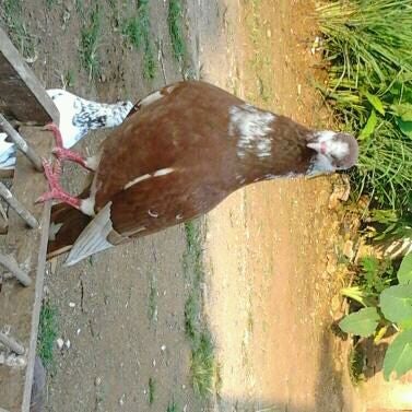 Photos At Kandang Burung Banjarnegara Jawa Tengah