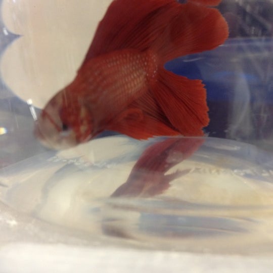 Photos At Petco Southwest Dallas 433 E Fm 1382 Bldg H