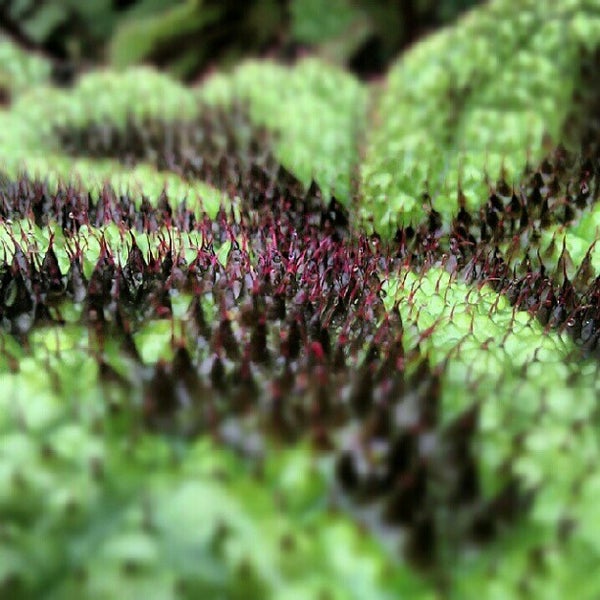 Photos At University Of Fribourg Botanic Garden Botanical Garden