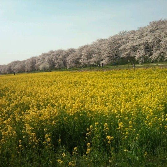 権現堂桜堤 8 Tips From 22 Visitors
