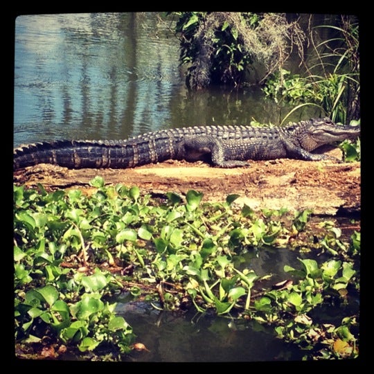 Foto tomada en Cajun Country Swamp Tours  por Emily 💋 el 4/7/2012