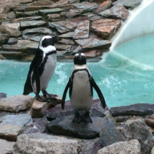 6/22/2012にNeil B.がHertfordshire Zooで撮った写真