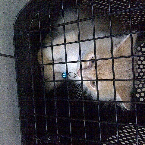 Photos At Paws And Claws Animal Clinic Miri Sarawak