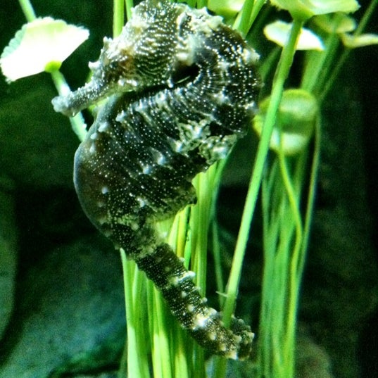 Foto scattata a Sea Life Aquarium da Niki H. il 3/27/2012