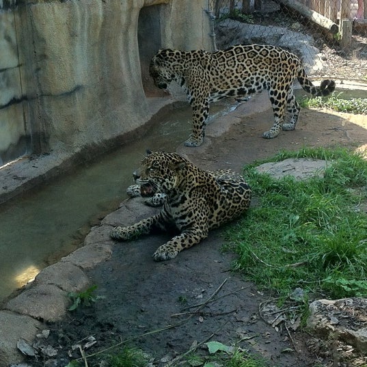 Photo taken at Cameron Park Zoo by Alex B. on 4/1/2012