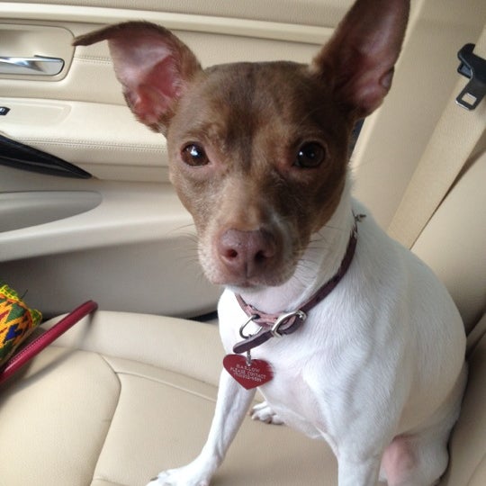 Are Dogs Allowed In Chase Bank