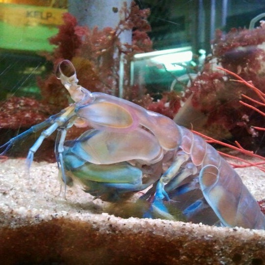 Cabrillo Marine Aquarium - Grk WvuuSsUi3jYope3yRGykAbFKmKyQRnngSgOR0eU