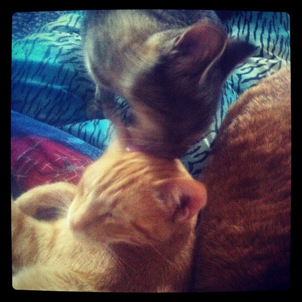 centex humane society