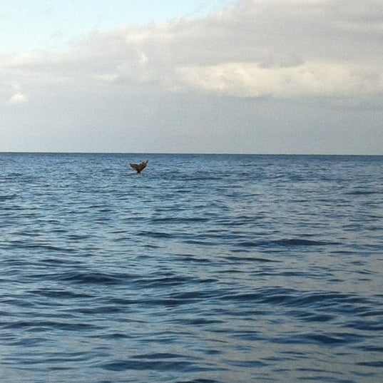 Das Foto wurde bei Blue Dolphin Charters von Andy W. am 3/15/2012 aufgenommen