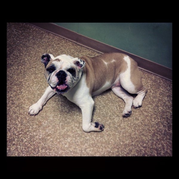 Photos at VCA Misener Holley Animal Hospital Edgewater 1 tip