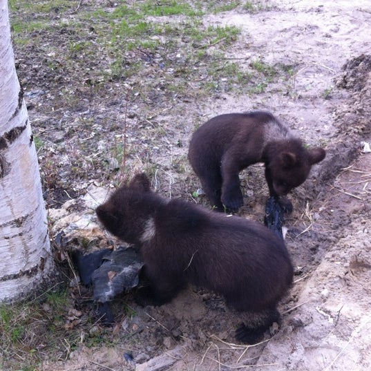 База отдыха сказка нефтеюганск