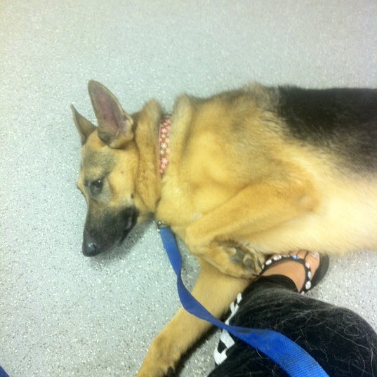 park avenue pet hospital