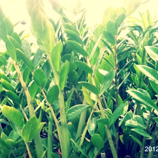 Флор экспорт. Flora Export Нижний Новгород.